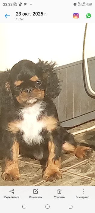 Щенок Кинг Чарз Спаниэль