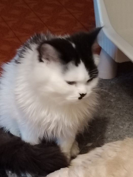 Белый пушистый шотландец мальчик