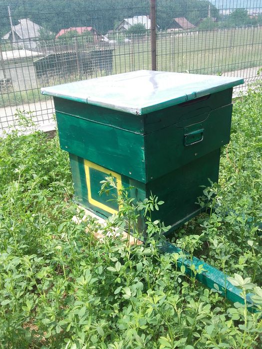 Vand fam albine cu lazi sau fara