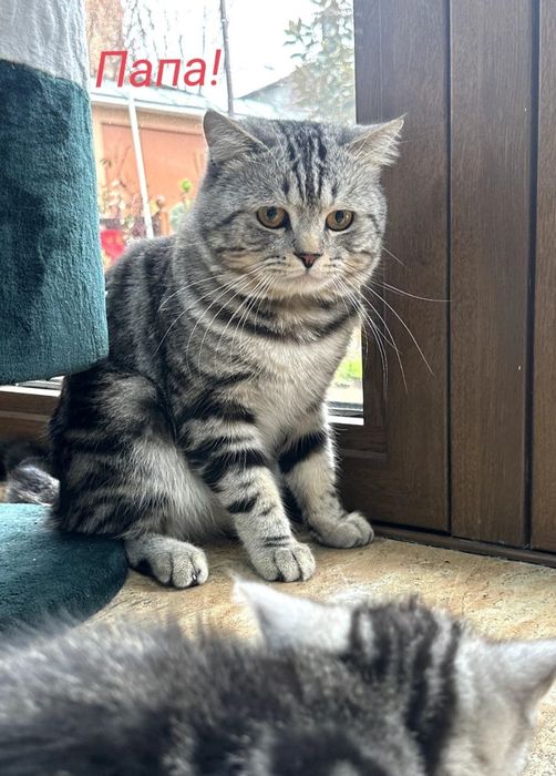 Бритаская порода