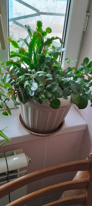 Продам домашние цветы