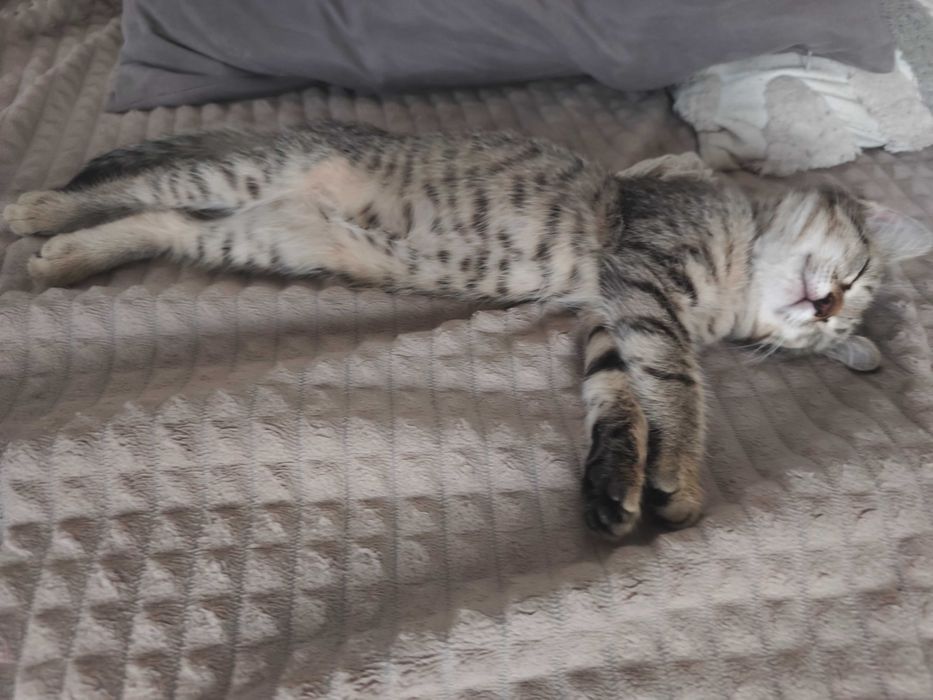 Котёнок кошечка 2,5 мес