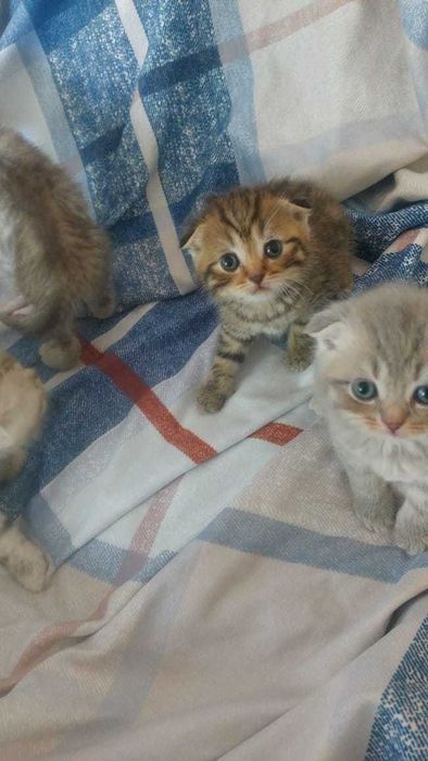 Продам вислоухих Скоттиш-фолдов