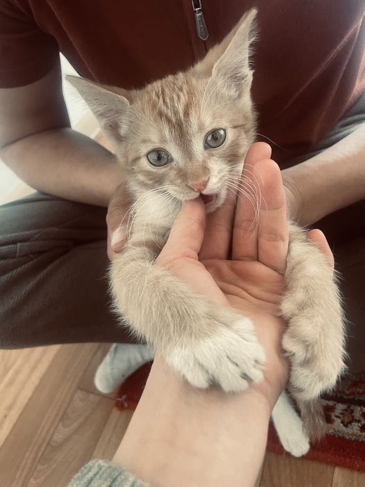 ласковый котик который подарит вам тепло)