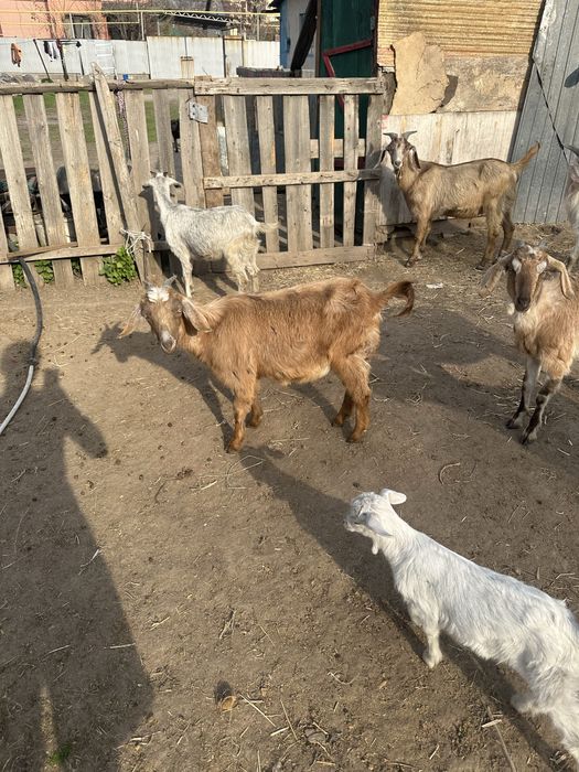 Шібіштер лағымен сүтті