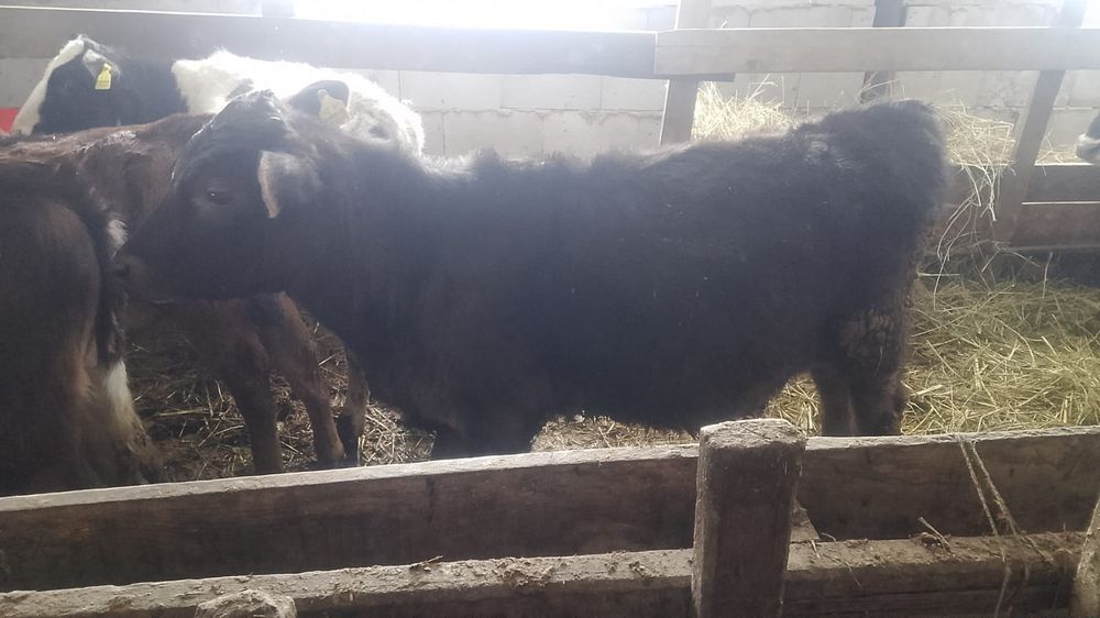 Срочно продам бычков 6 галов