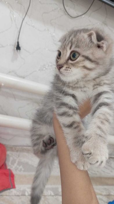 Отдам котенка в добрые руки