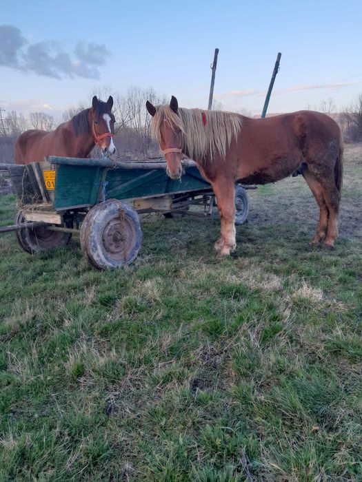 Vand carlan foarte cuminte