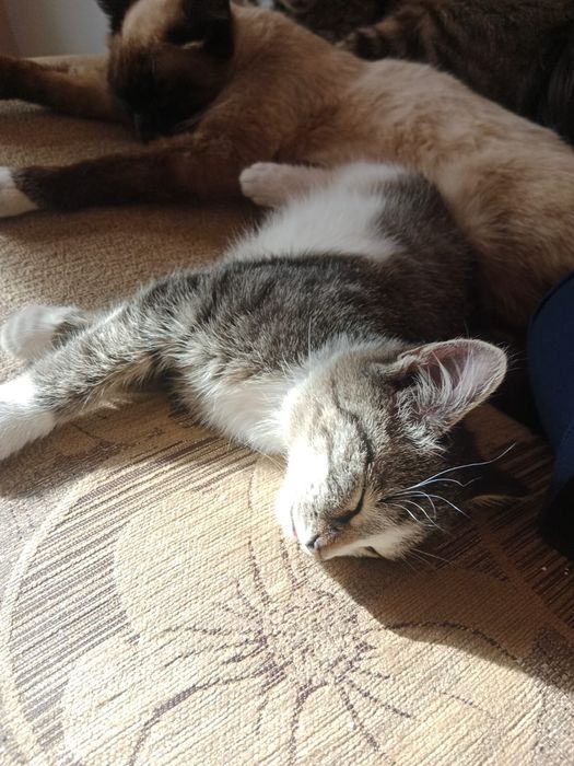 Отдам в дар, в хорошие руки