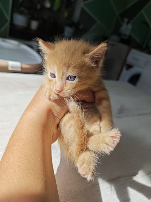 Отдам котят в добрые руки