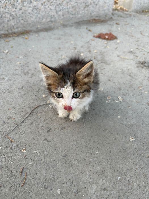 Котенок Барбариска ищет дом