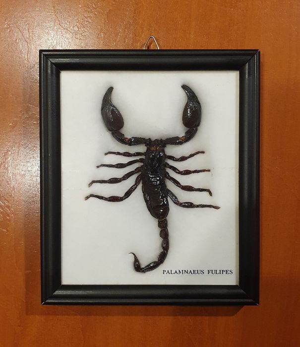 Scorpion inramat real