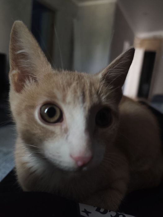 Отдам кота в хорошие руки