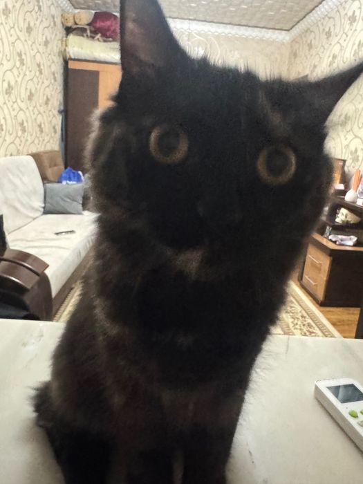 Отдам кошечку 5 месяцев