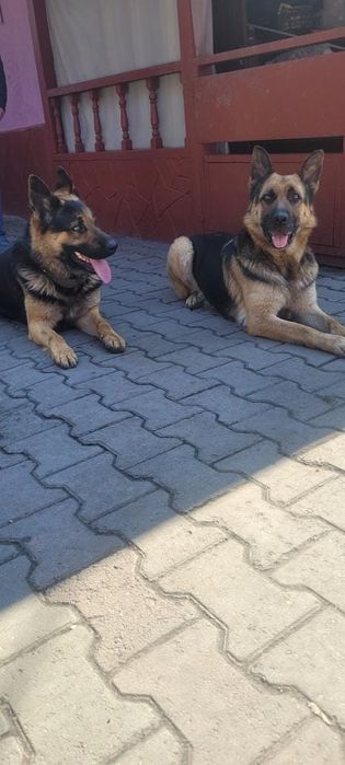 Щенки овчарки 2 месяца