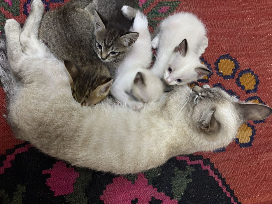 Мысықтар кошки о