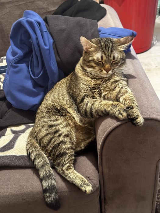 ВНИМАНИЕ!!! Отдам даром кошку