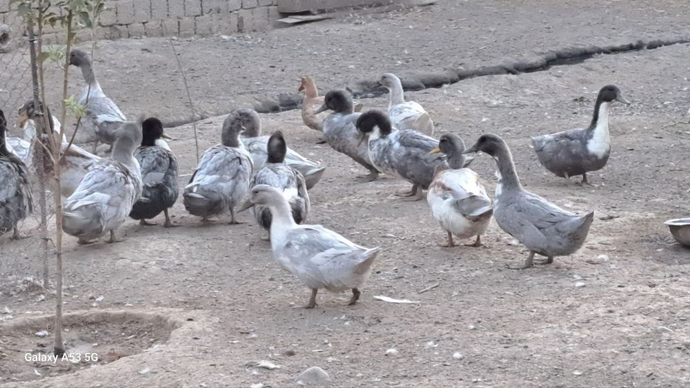Продаются утки Голубой фоварит домашние