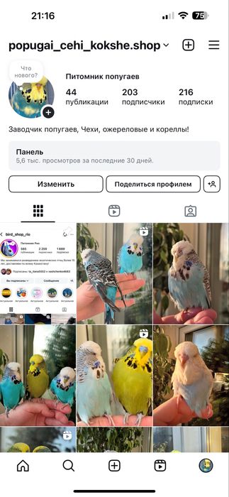 Волнистый прпугай Чех