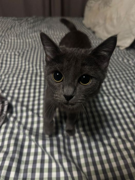 Бесплатно отдам котенка