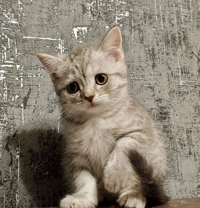шотландские малыши