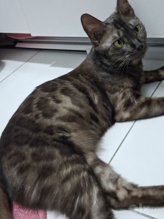 Bengal. Toza qonli bengal mushuk. Bengal mushuk. Mushuk.