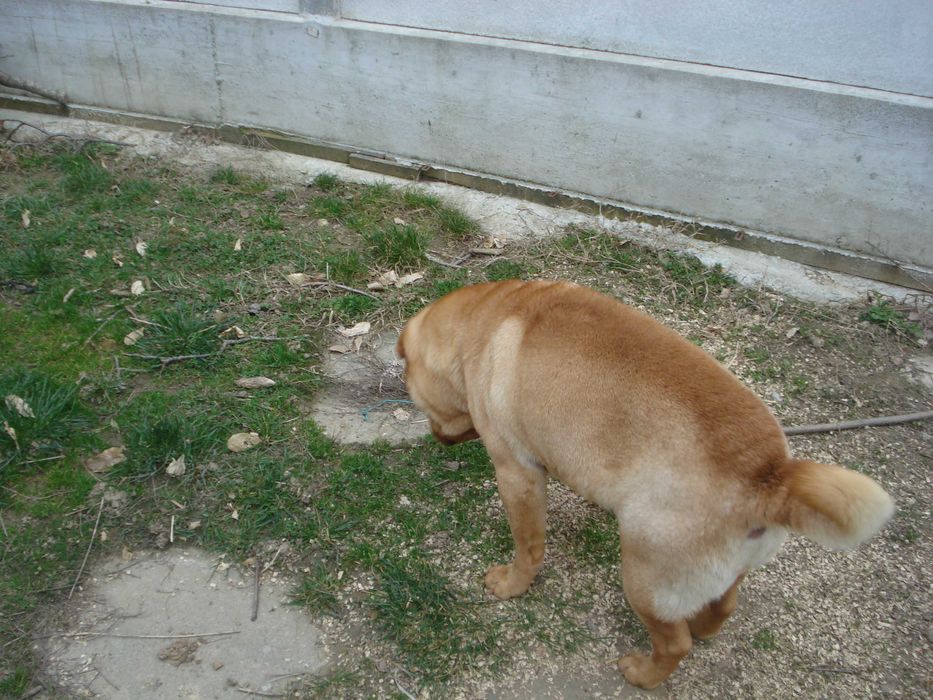 Donez caine SHARP PEI