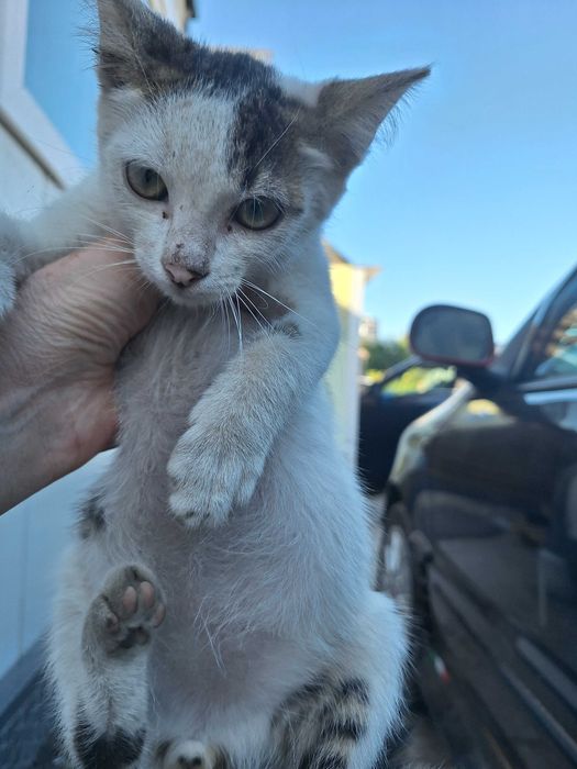 Подарявам мъжко котенце