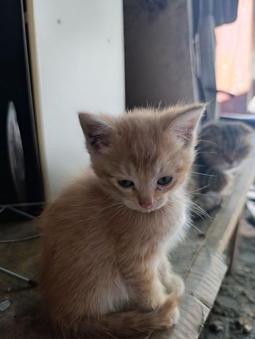 Котята три месяца