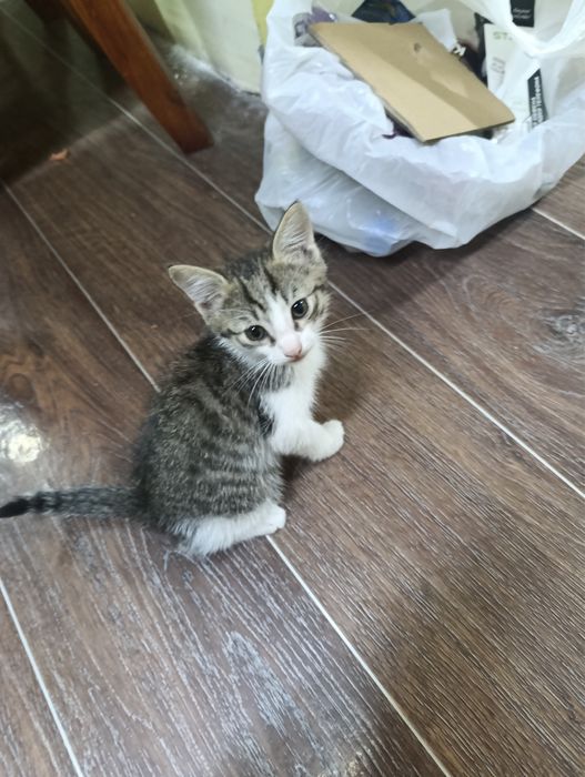 Отдам 2 котят бесплатно