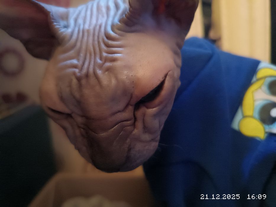 Донский сфинкс с когтеточкой