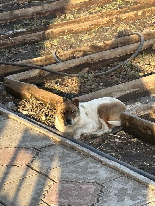 Отдам щенка 4 месяца (мальчик) в добрые руки.