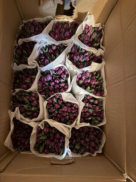 Тюльпаны! Презаказ! 8 Марта!