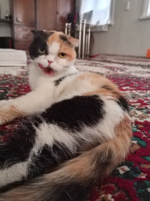 Продаётся кошка Скоттиш Фолд