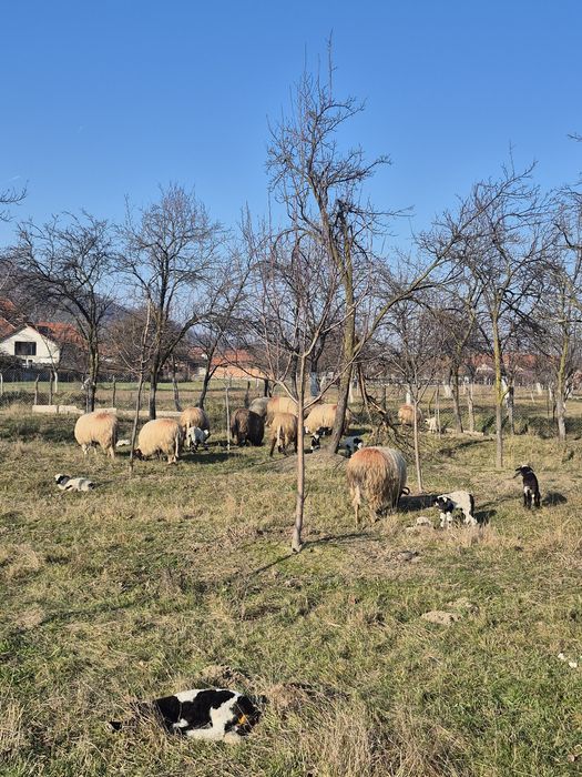 Oi cu miei de vanzare