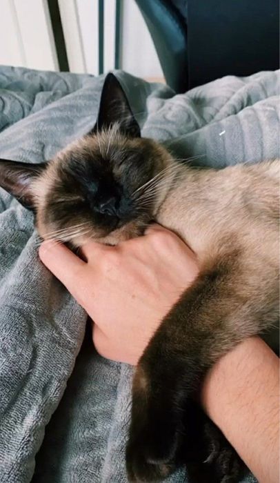 Продаётся Сиамская кошка