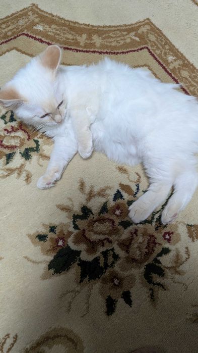 Отдам котенка бесплатно