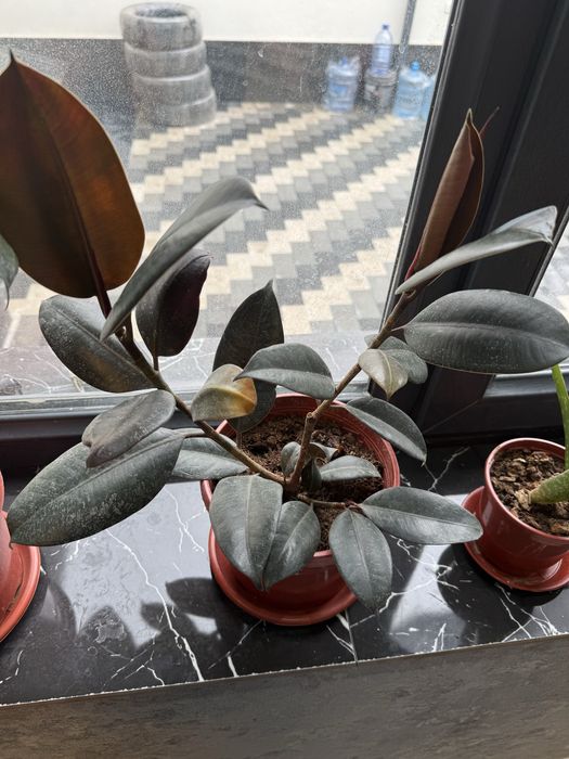 Фикус растение комнатное