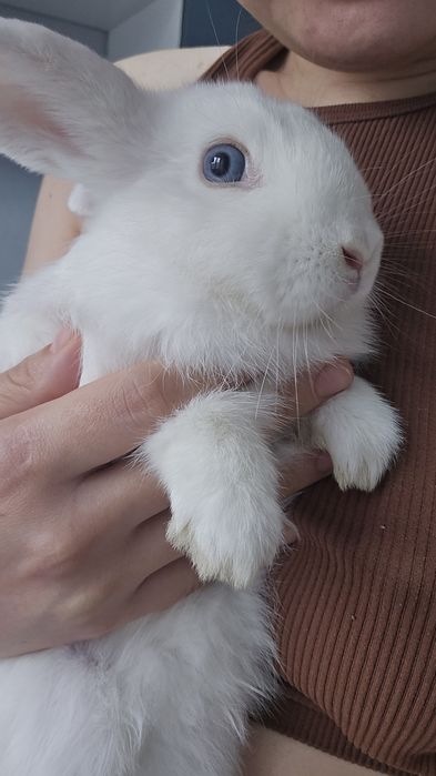 Кролик декоративный