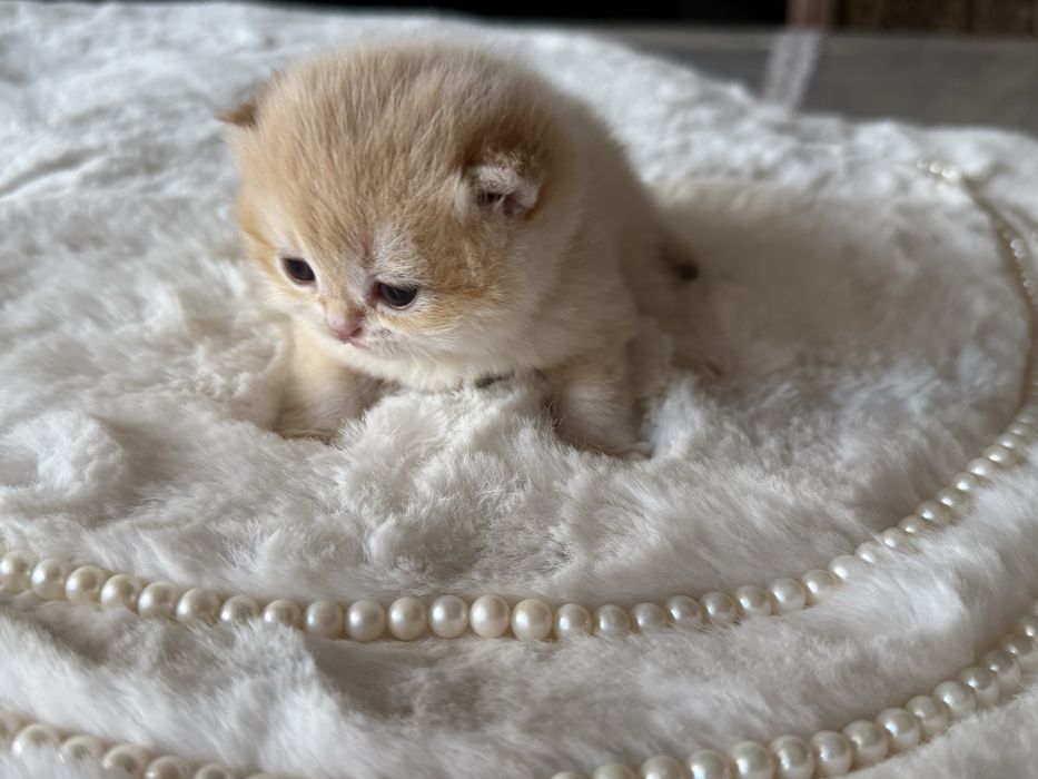 Британские золотые шиншиллы из питомника