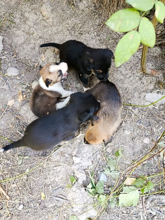Kuchuklar teking beriladi 2 ta erkak 2 ta urg'ochi