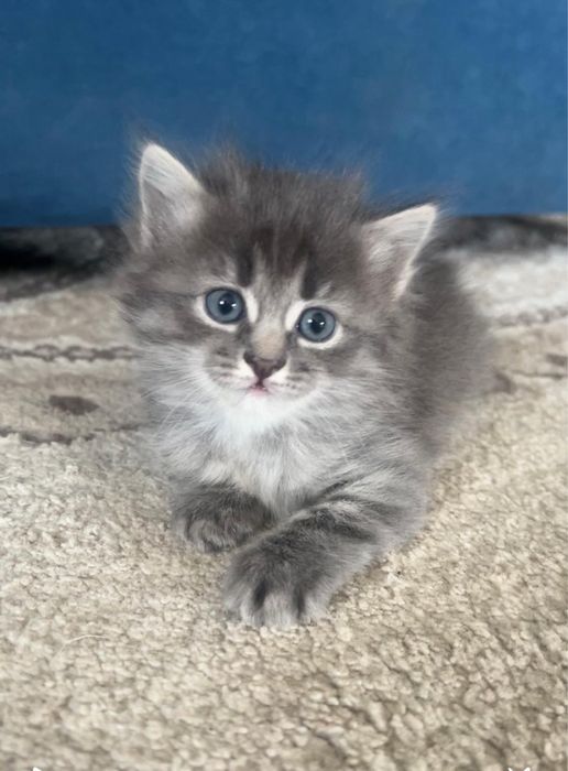 Котята в хорошие руки