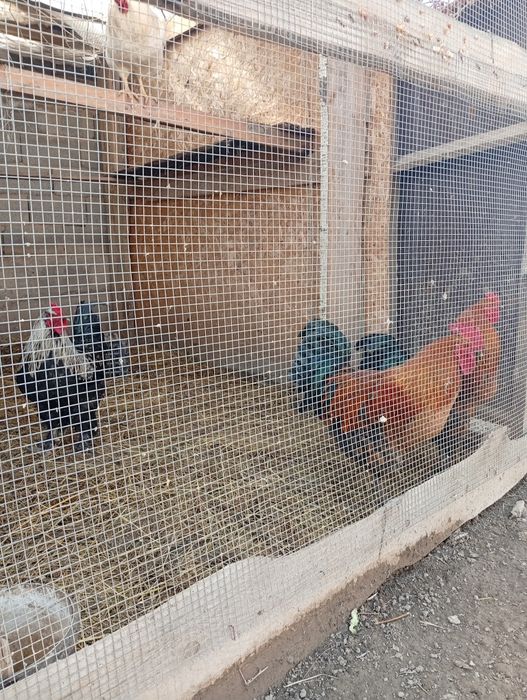 Куры петух продам