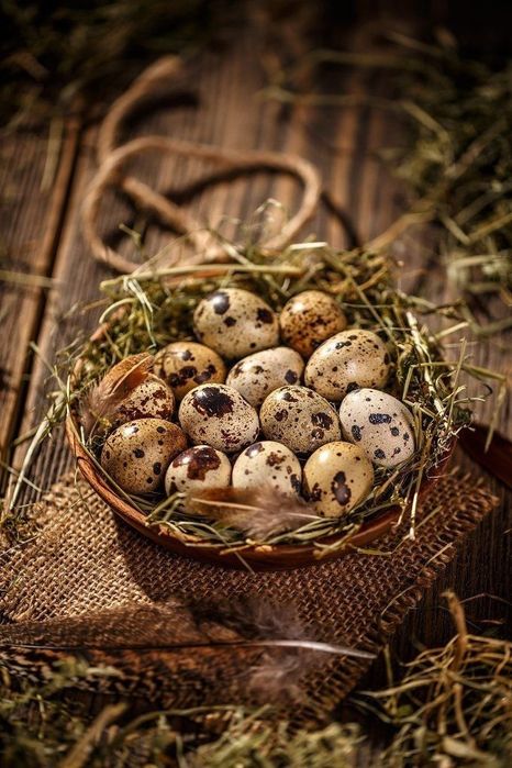 Ouă de prepeliță