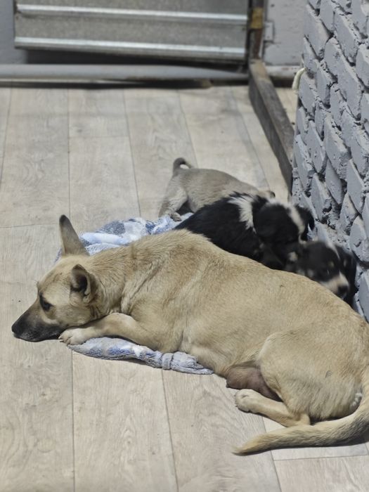 Милые девчонки ищют дом