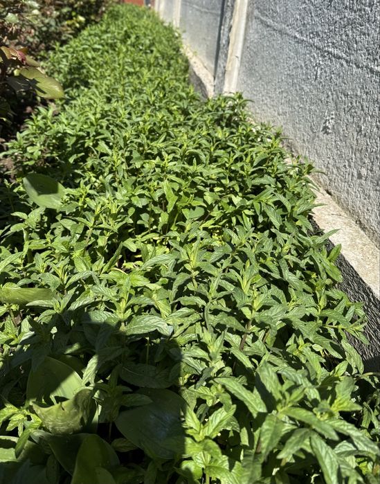 Vand menta proaspata si sirop de menta