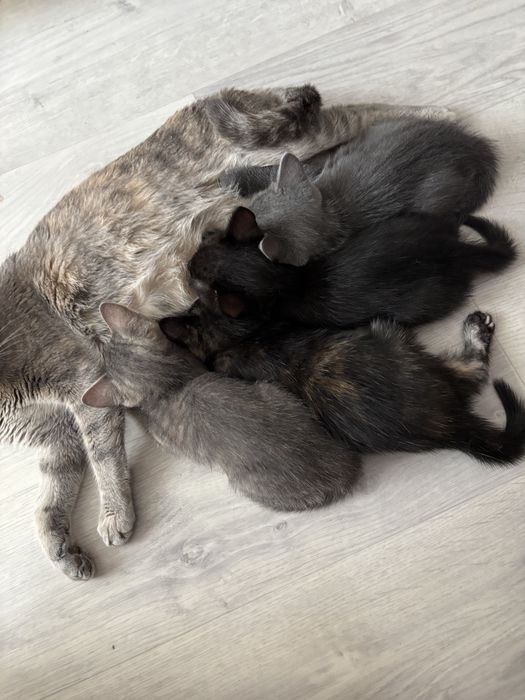 Котята ищут дом
