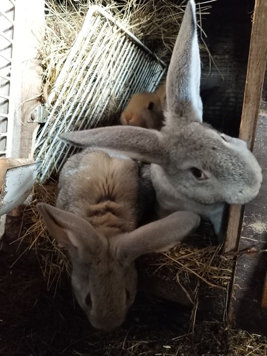 Продам кроликов разных возрастов.