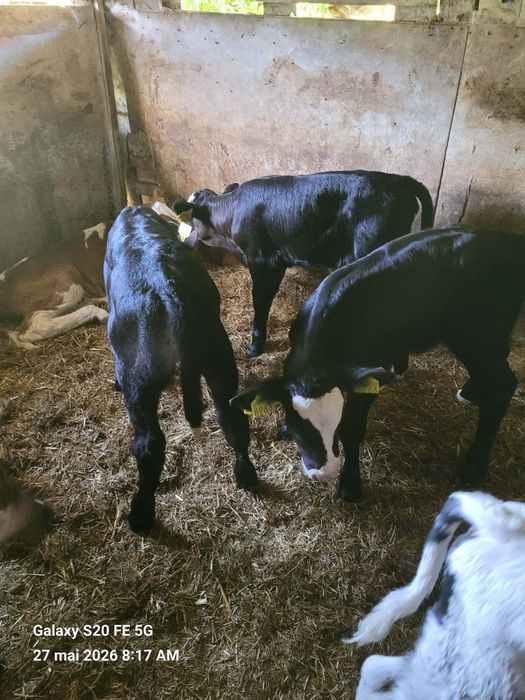 Vitei angus de vanzare
