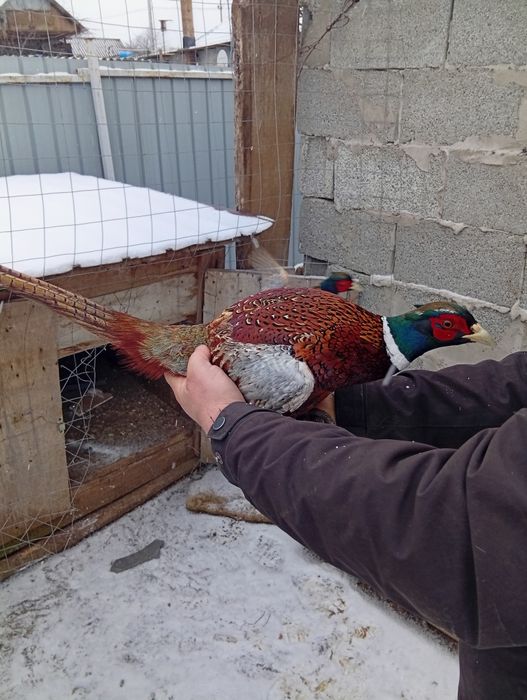 Vând fazanii , a început ouatul